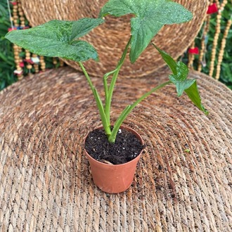 Syngonium (Ok Başı) Mini Fidesi – Canlı Süs Bitkisi - görsel 5