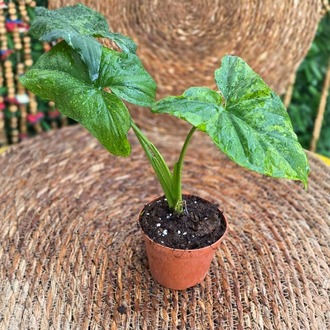 Syngonium Mojito (Alacalı Ok Başı) Mini Fidesi – Canlı Süs Bitkisi - görsel 4