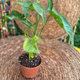 Syngonium Pink Splash (Pembe Damarlı Ok Başı) Mini Fidesi – Canlı Süs Bitkisi - görsel 4