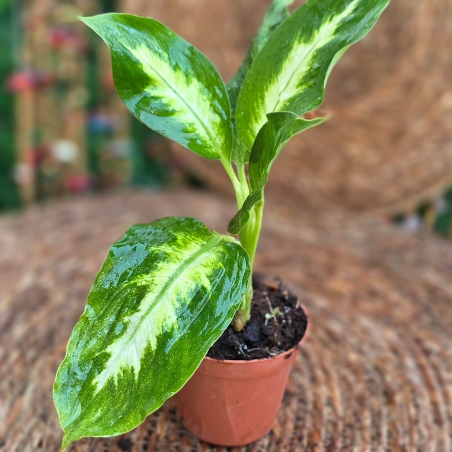 Difenbahya Camilla (Dieffenbachia) Mini Fidesi – Canlı Süs Bitkisi - görsel 2