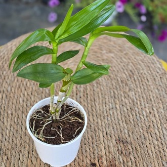 Dendrobium Nobile Orkide Fidesi – Canlı Süs Bitkisi - görsel 2