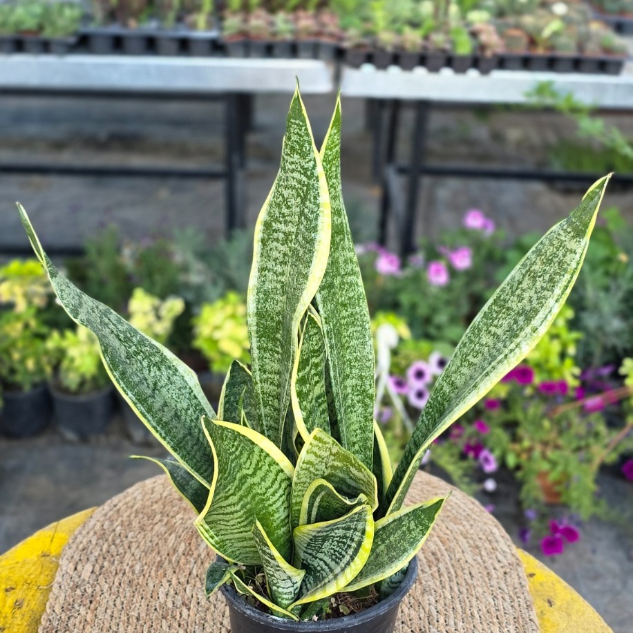Sarı Sabır Kılıç Çiçeği (Sansevieria Futura Superba) – Canlı Süs Bitkisi - görsel 2