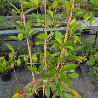 Bambu Merdivenli Mum Çiçeği (Hoya Carnosa) – Canlı Süs Bitkisi - görsel 3