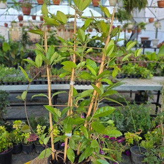 Bambu Merdivenli Mum Çiçeği (Hoya Carnosa) – Canlı Süs Bitkisi - görsel 4