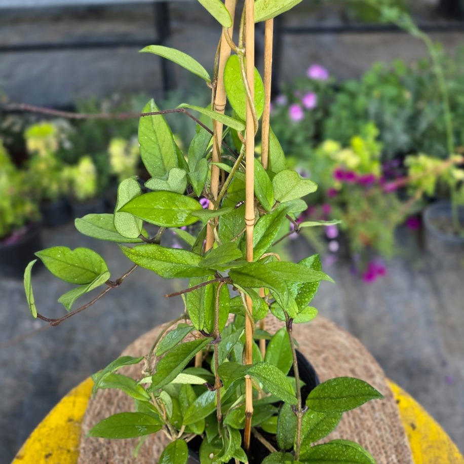 Bambu Merdivenli Mum Çiçeği (Hoya Carnosa) – Canlı Süs Bitkisi - görsel 2