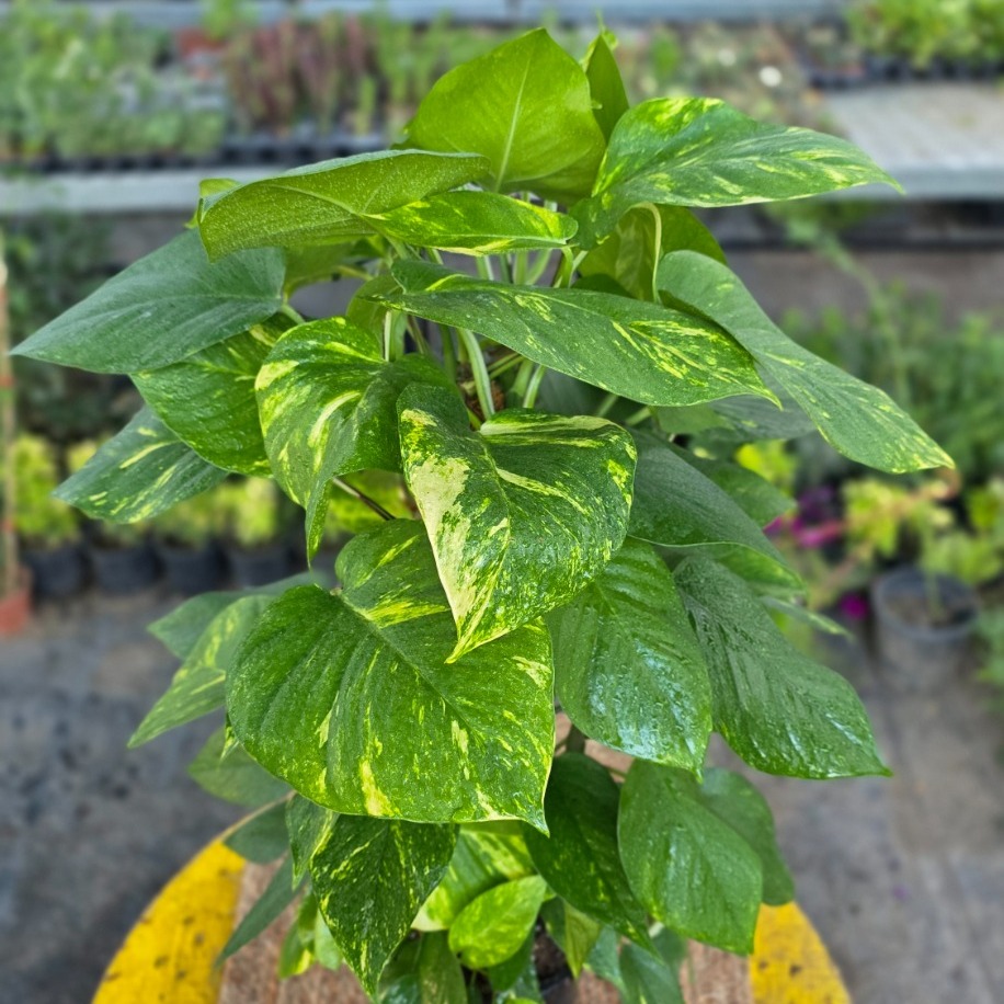 60 cm İthal Direkli Salon Sarmaşığı (Pothos Patos) – Canlı Süs Bitkisi Yemyeşil, - görsel 3