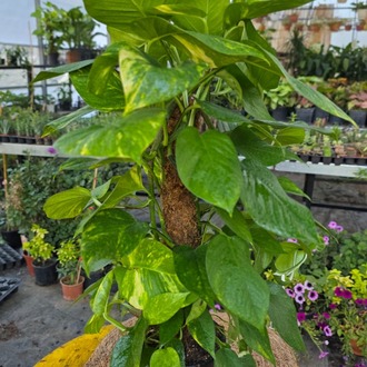 60 cm İthal Direkli Salon Sarmaşığı (Pothos Patos) – Canlı Süs Bitkisi Yemyeşil, - görsel 4