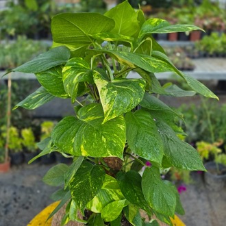 60 cm İthal Direkli Salon Sarmaşığı (Pothos Patos) – Canlı Süs Bitkisi Yemyeşil, - görsel 5