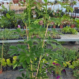 Bambu Destekli Şeflera (Schefflera) – Canlı Süs Bitkisi - görsel 4