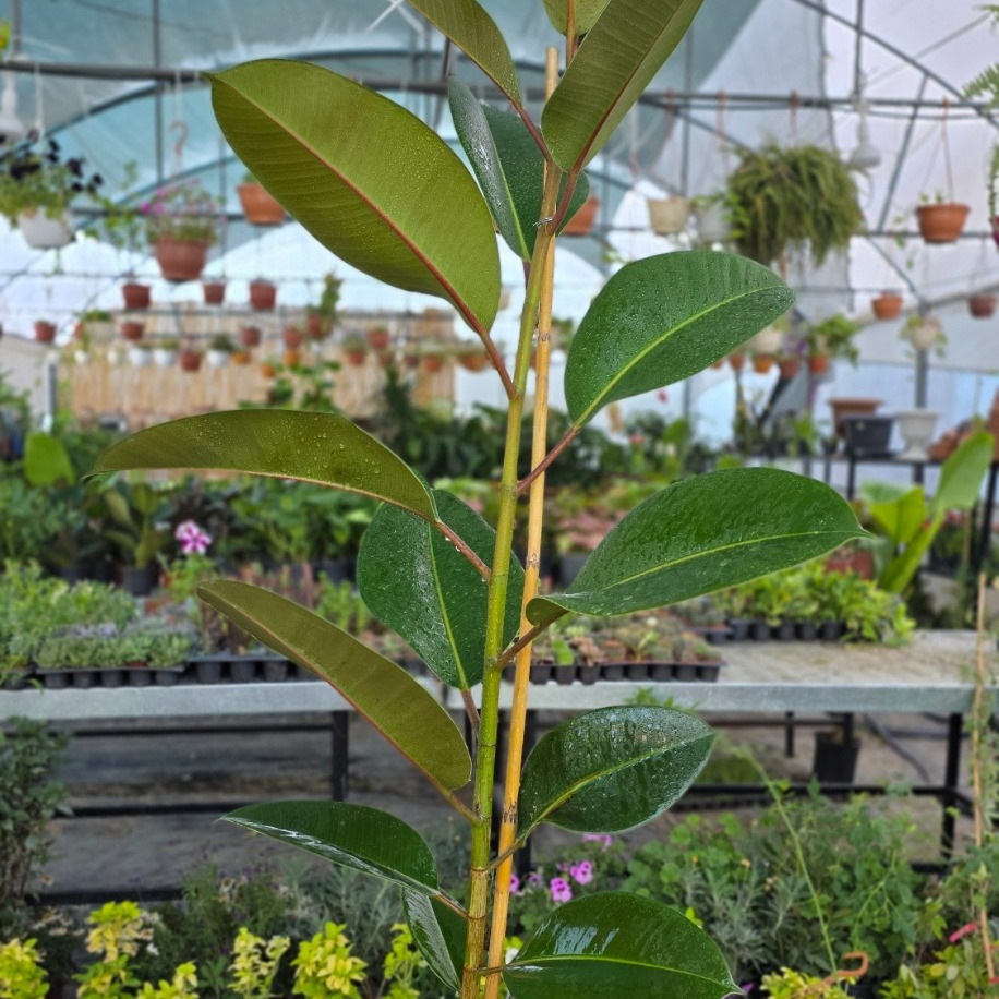 Kauçuk Çiçeği (Ficus Elastica) – Canlı Süs Bitkisi Geniş, - görsel 2