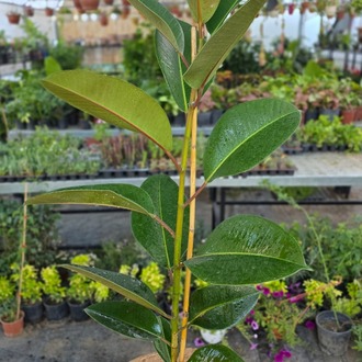 Kauçuk Çiçeği (Ficus Elastica) – Canlı Süs Bitkisi Geniş, - görsel 3