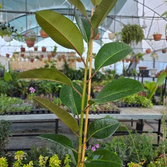 Kauçuk Çiçeği (Ficus Elastica) – Canlı Süs Bitkisi Geniş, - görsel 4