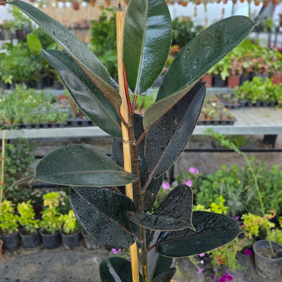 Siyah Kauçuk Çiçeği (Ficus Elastica Burgundy) – Canlı Süs Bitkisi - görsel 3