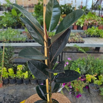 Siyah Kauçuk Çiçeği (Ficus Elastica Burgundy) – Canlı Süs Bitkisi - görsel 4