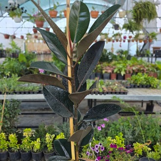 Siyah Kauçuk Çiçeği (Ficus Elastica Burgundy) – Canlı Süs Bitkisi - görsel 5