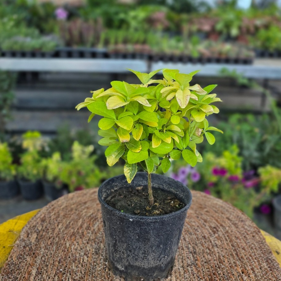 Alacalı Taflan (Euonymus Japonicus Aureus) – Canlı Dış Mekan Bitkisi - görsel 2