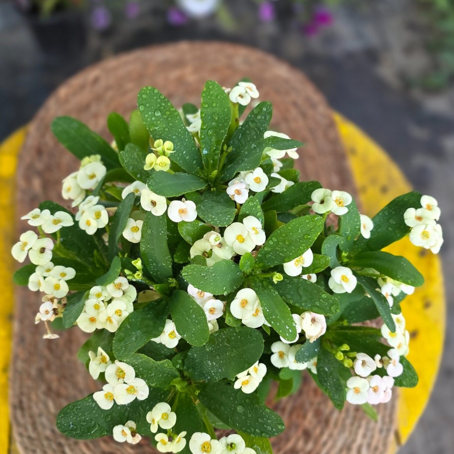 Beyaz Dikenler Tacı (Euphorbia Milii) – Canlı Süs Bitkisi - görsel 3