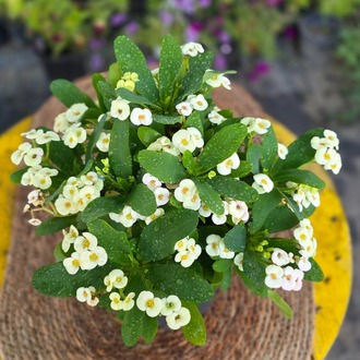 Beyaz Dikenler Tacı (Euphorbia Milii) – Canlı Süs Bitkisi - görsel 5