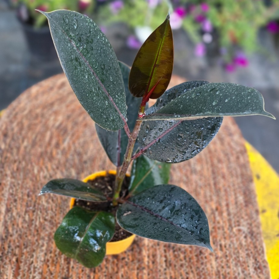 Siyah Kauçuk Fidesi (Ficus Elastica Burgundy) – Canlı Süs Bitkisi fidesi - görsel 2