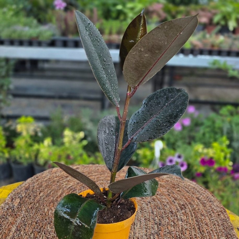 Siyah Kauçuk Fidesi (Ficus Elastica Burgundy) – Canlı Süs Bitkisi fidesi - görsel 3