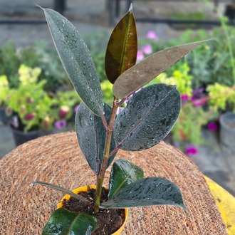 Siyah Kauçuk Fidesi (Ficus Elastica Burgundy) – Canlı Süs Bitkisi fidesi - görsel 4
