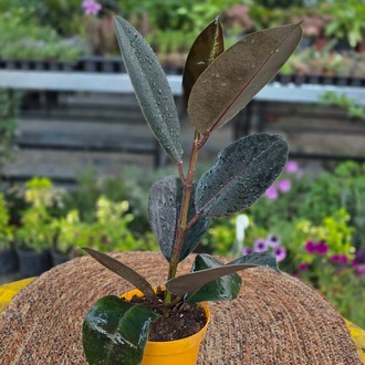 Siyah Kauçuk Fidesi (Ficus Elastica Burgundy) – Canlı Süs Bitkisi fidesi - görsel 6