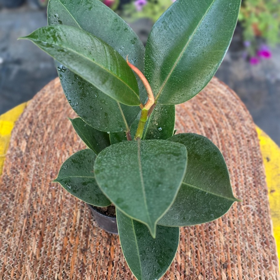 Yeşil Kauçuk Fidesi (Ficus Elastica) – Canlı Süs Bitkisi Geniş, - görsel 2