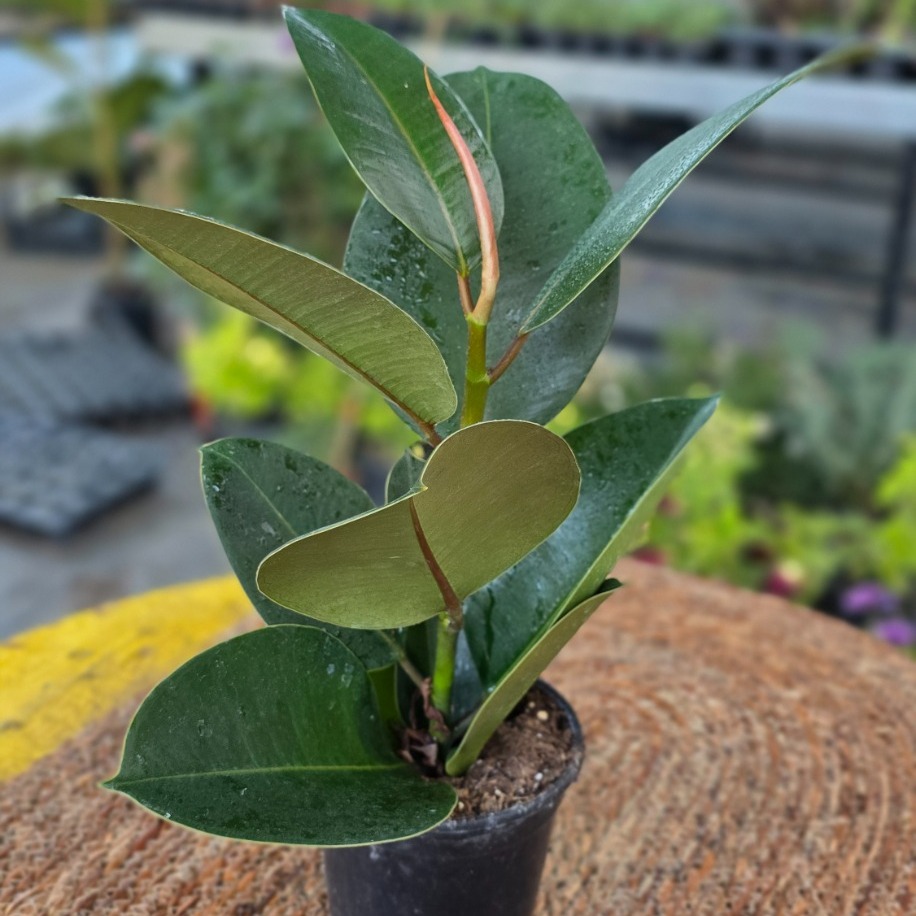 Yeşil Kauçuk Fidesi (Ficus Elastica) – Canlı Süs Bitkisi Geniş, - görsel 3