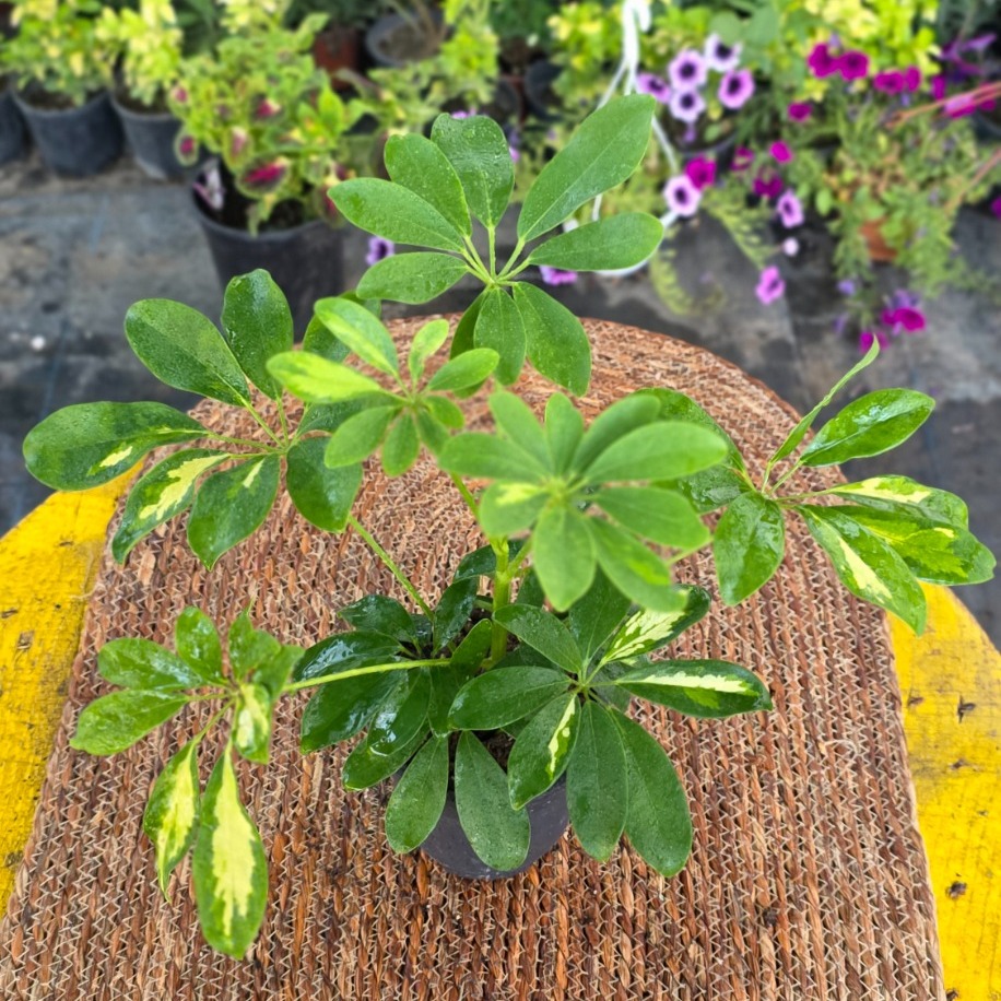 Alacalı Şeflera Fidesi (Schefflera Variegata) – Canlı Süs Bitkisi - - görsel 2