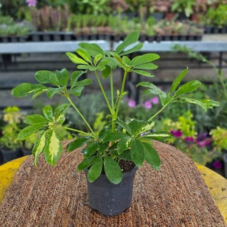 Alacalı Şeflera Fidesi (Schefflera Variegata) – Canlı Süs Bitkisi - - görsel 6