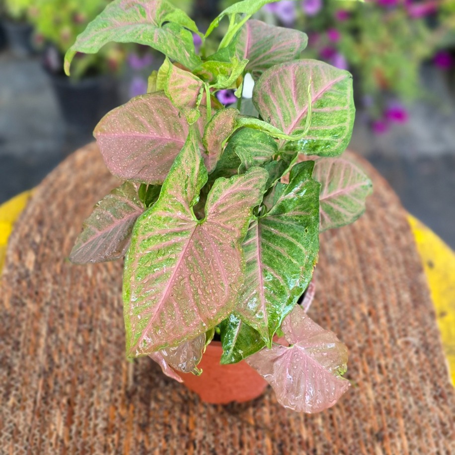 Pembe Singonyum (Syngonium Neon Robusta) – Canlı Süs Bitkisi - görsel 2