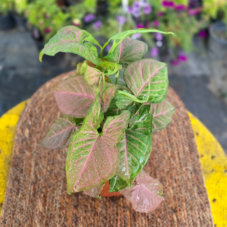 Pembe Singonyum (Syngonium Neon Robusta) – Canlı Süs Bitkisi - görsel 4