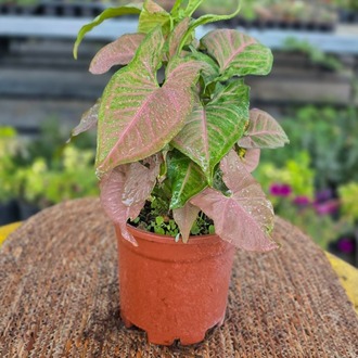 Pembe Singonyum (Syngonium Neon Robusta) – Canlı Süs Bitkisi - görsel 7