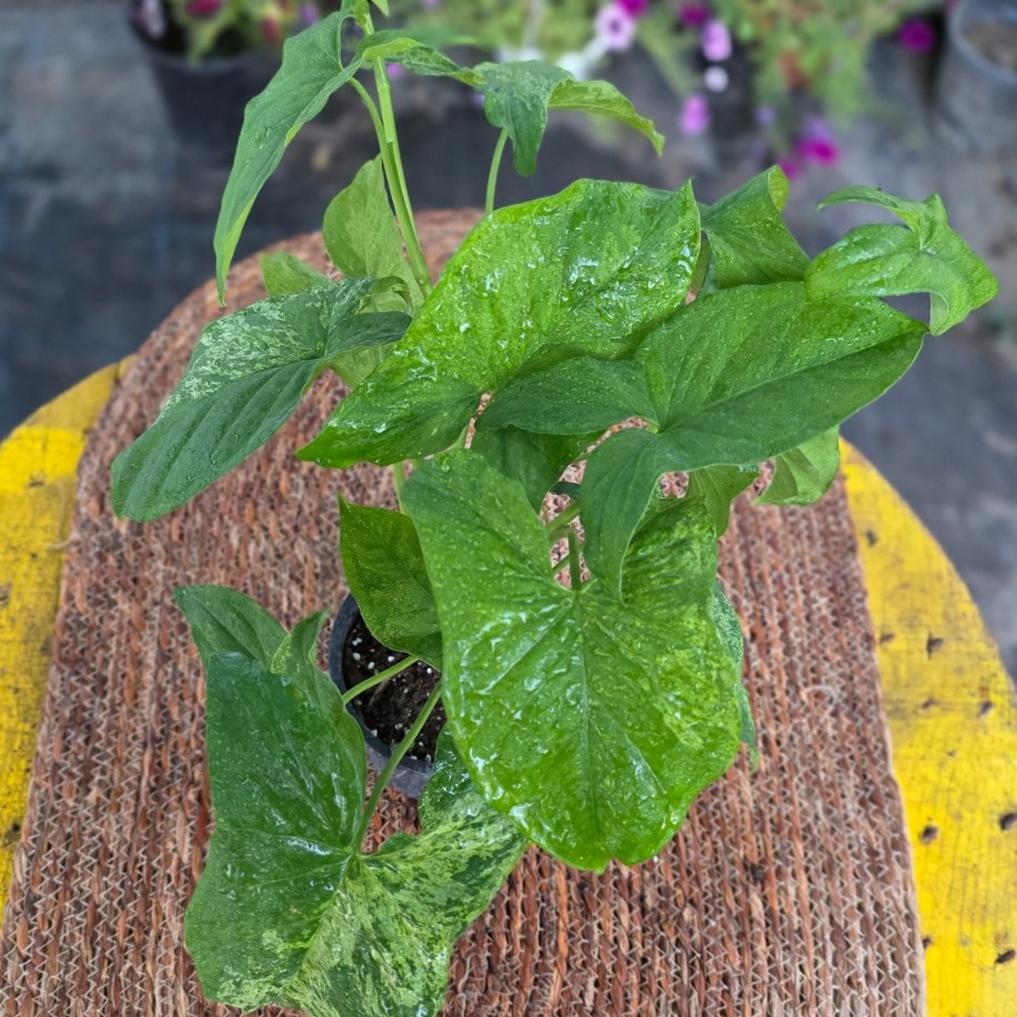 Alacalı Singonyum (Syngonium Mojito) – Canlı Süs Bitkisi Fidesi - görsel 2