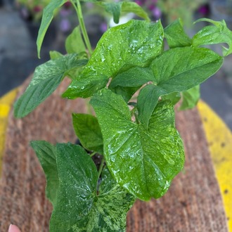 Alacalı Singonyum (Syngonium Mojito) – Canlı Süs Bitkisi Fidesi - görsel 4