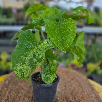 Alacalı Singonyum (Syngonium Mojito) – Canlı Süs Bitkisi Fidesi - görsel 6