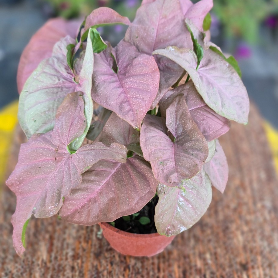 Pembe Singonyum (Syngonium Neon Robusta) – Canlı Süs Bitkisi - görsel 2