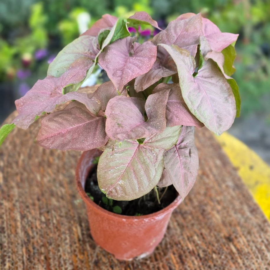 Pembe Singonyum (Syngonium Neon Robusta) – Canlı Süs Bitkisi - görsel 3