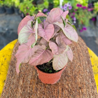 Pembe Singonyum (Syngonium Neon Robusta) – Canlı Süs Bitkisi - görsel 4