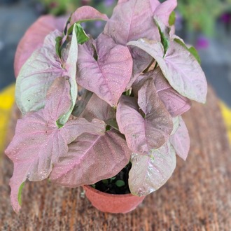 Pembe Singonyum (Syngonium Neon Robusta) – Canlı Süs Bitkisi - görsel 5