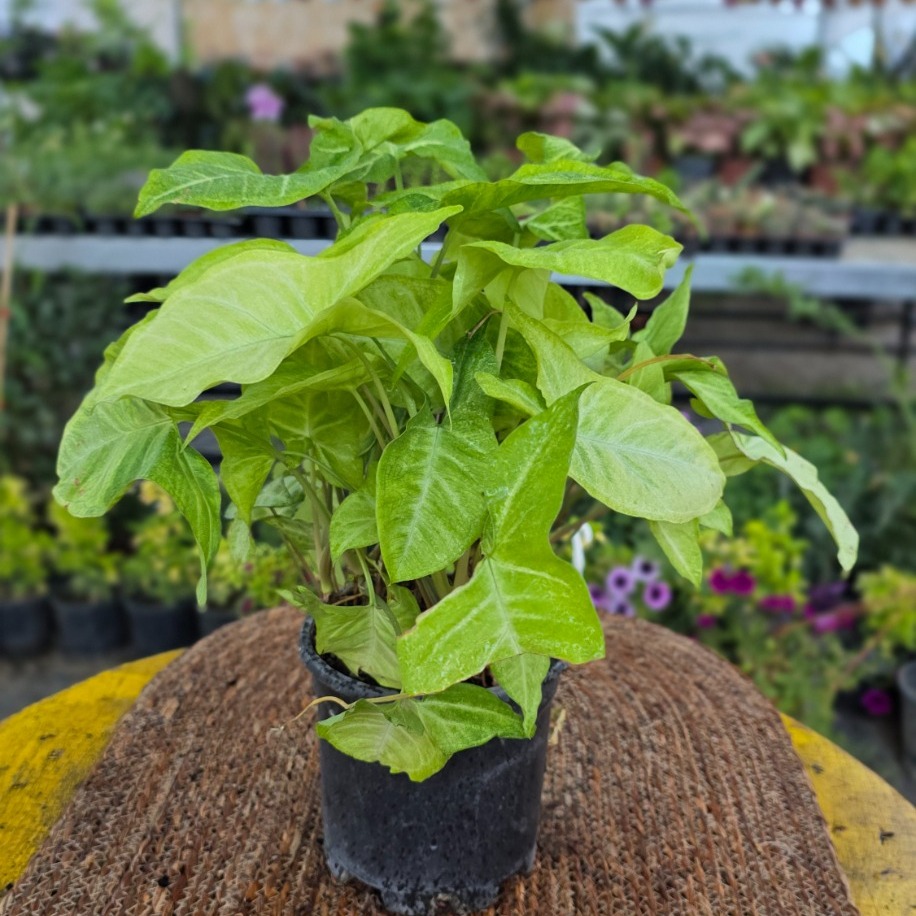 Beyaz Kelebek Singonyum (Syngonium White Butterfly) – Canlı Süs Bitkisi - görsel 2