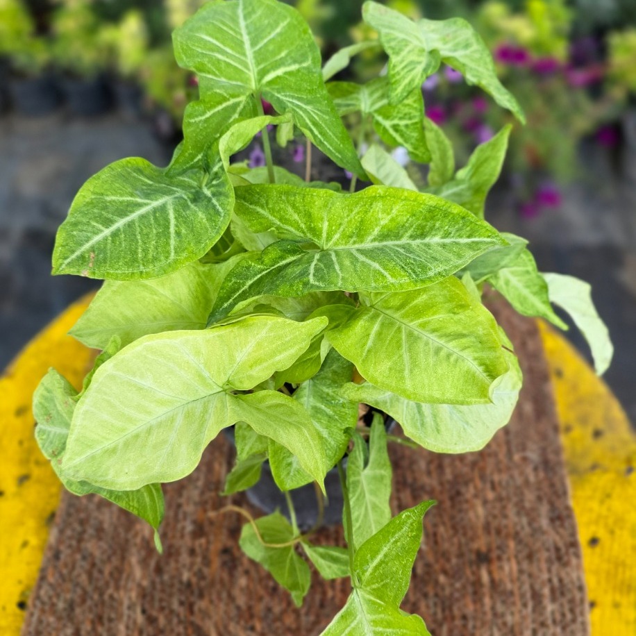 Beyaz Kelebek Singonyum (Syngonium White Butterfly) – Canlı Süs Bitkisi - görsel 3