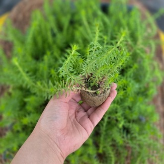 Yeşil Sedum Fidesi (45 Adet) – Canlı Süs Bitkisi Paketi - görsel 2