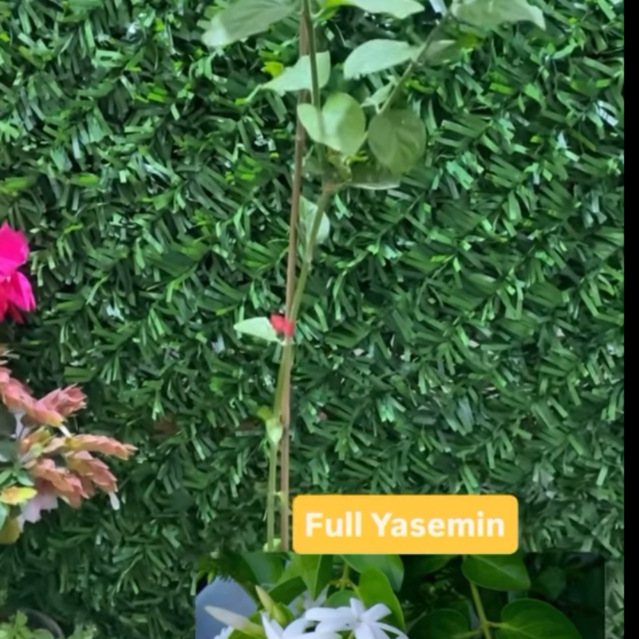 Full Yasemin (Arap Yasemini) – Canlı Mis Kokulu Süs Bitkisi - görsel 2