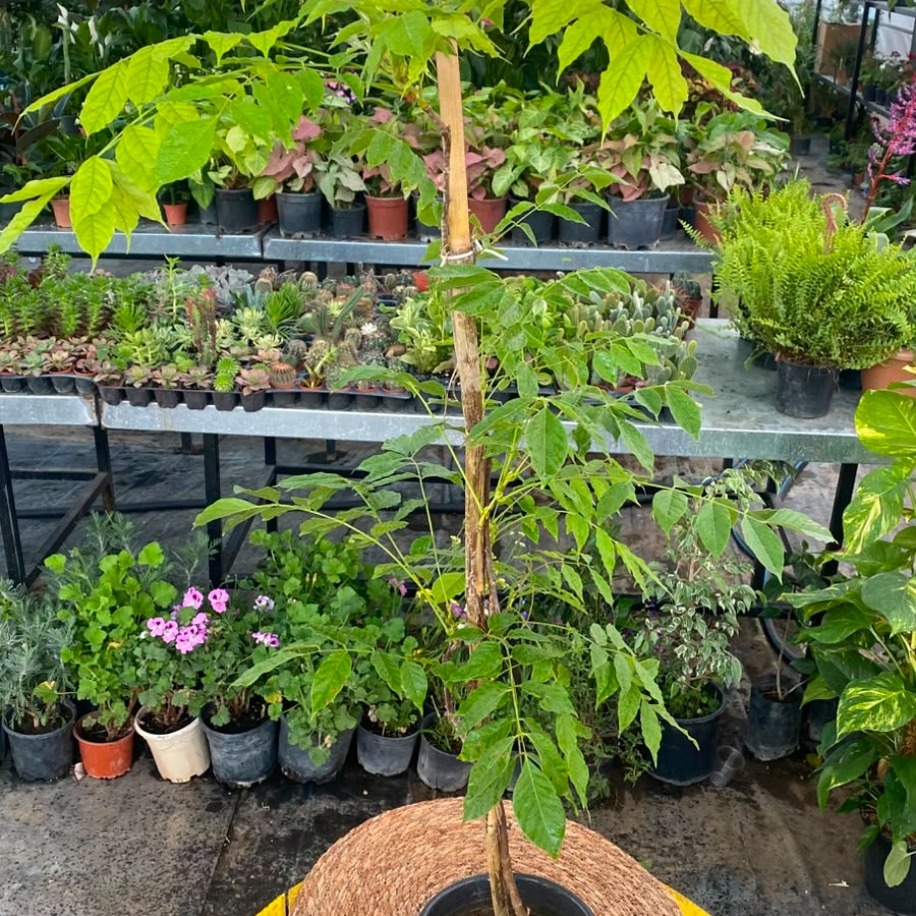 Mor Salkım (Wisteria) – Canlı Görkemli Çiçekli Sarmaşık Bitkisi - görsel 2