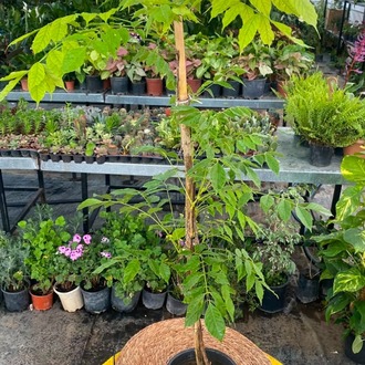 Mor Salkım (Wisteria) – Canlı Görkemli Çiçekli Sarmaşık Bitkisi - görsel 4