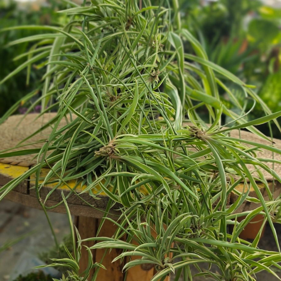 Kurdele Çiçeği (Chlorophytum Comosum) – Canlı Askılı Salon Bitkisi - görsel 2
