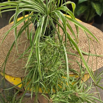 Kurdele Çiçeği (Chlorophytum Comosum) – Canlı Askılı Salon Bitkisi - görsel 4