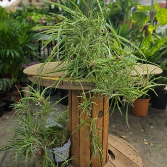 Kurdele Çiçeği (Chlorophytum Comosum) – Canlı Askılı Salon Bitkisi - görsel 6