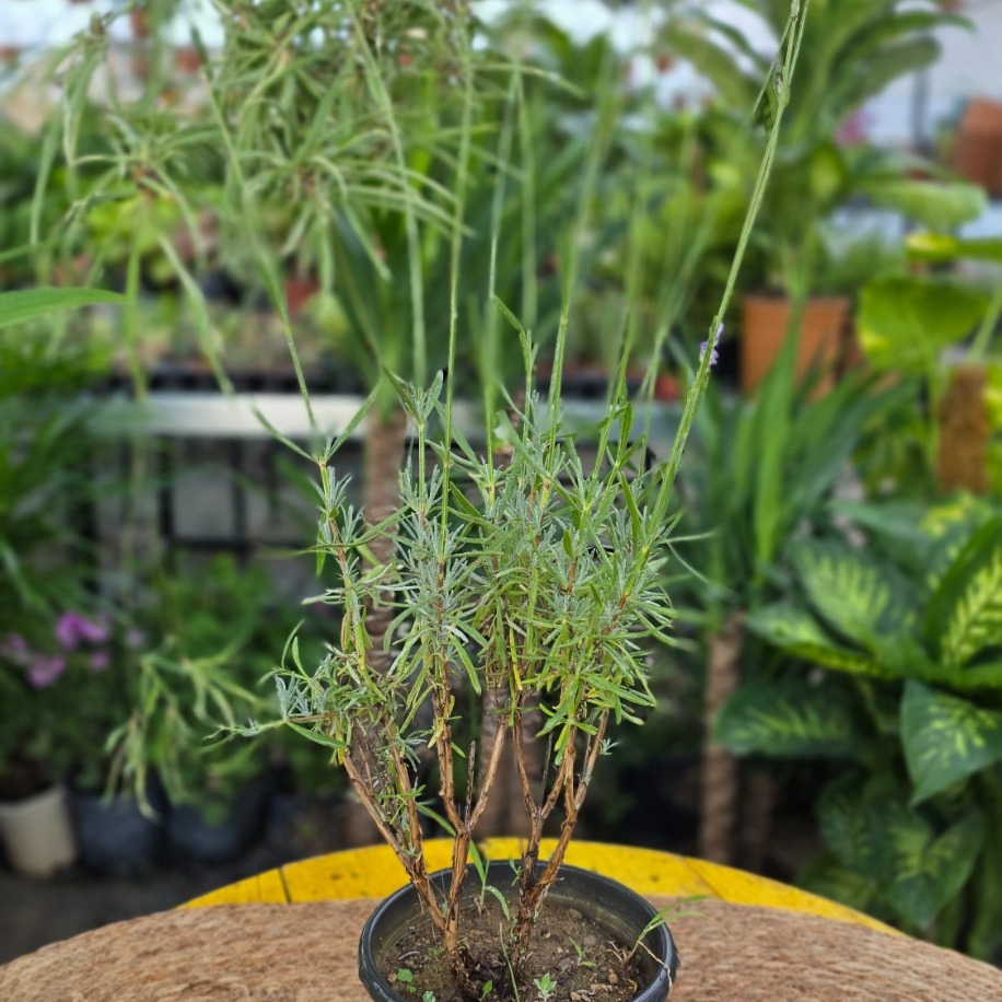 Canlı Lavanta (Lavandula) – Mis Kokulu Aromatik Saksı Bitkisi - görsel 2